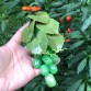  Yeşil yeşim yaprakları ile yeşil florit üzüm